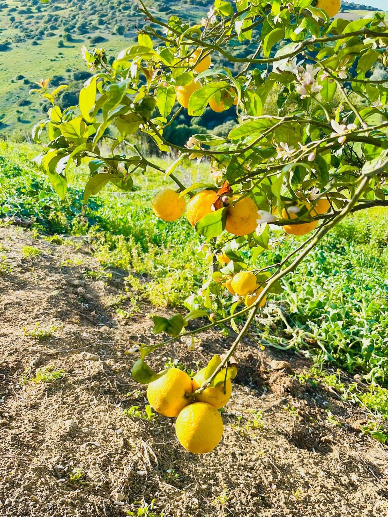 Finca La Vina Vejer de la Frontera Eksteriør billede
