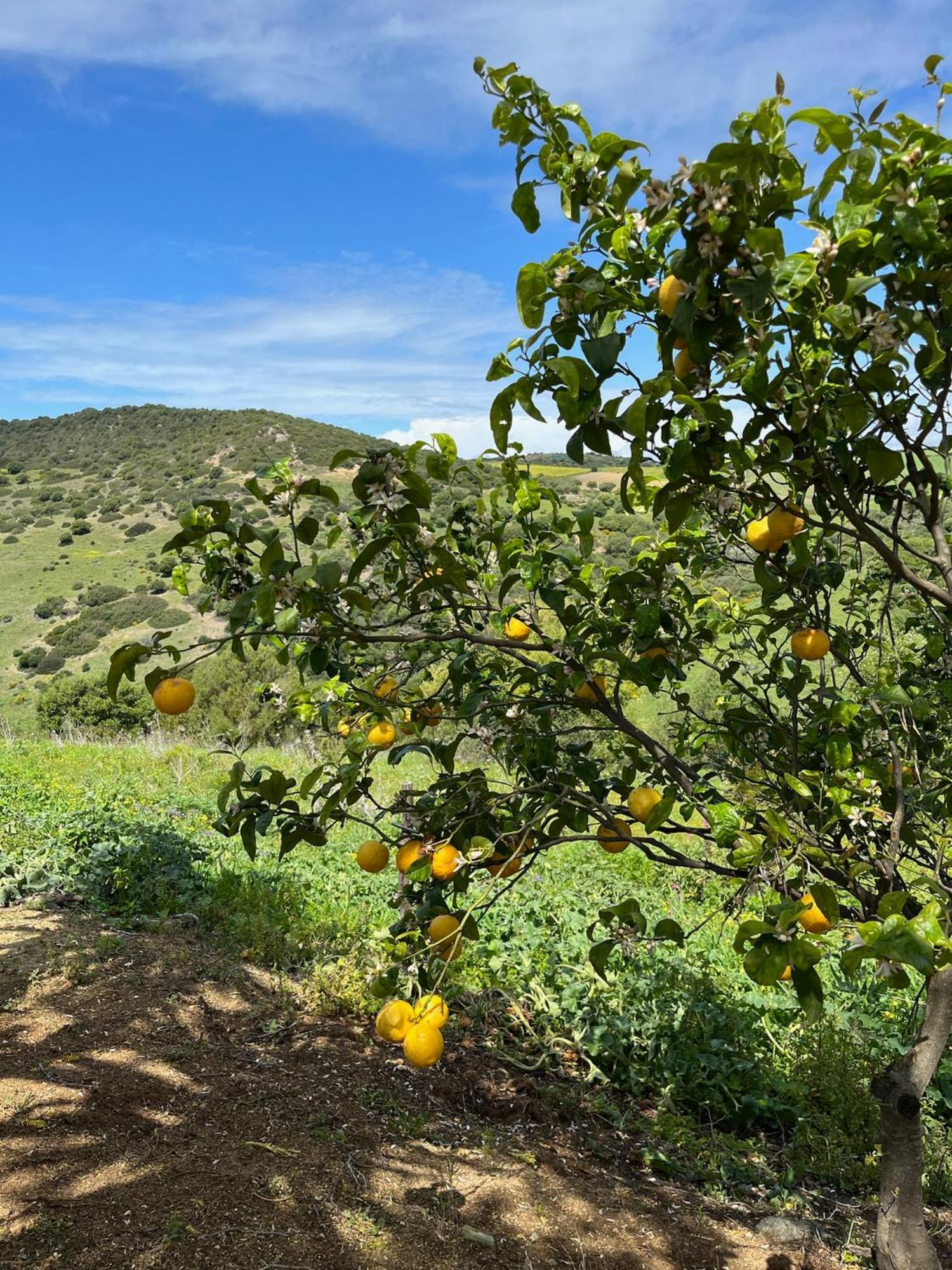 Finca La Vina Vejer de la Frontera Eksteriør billede