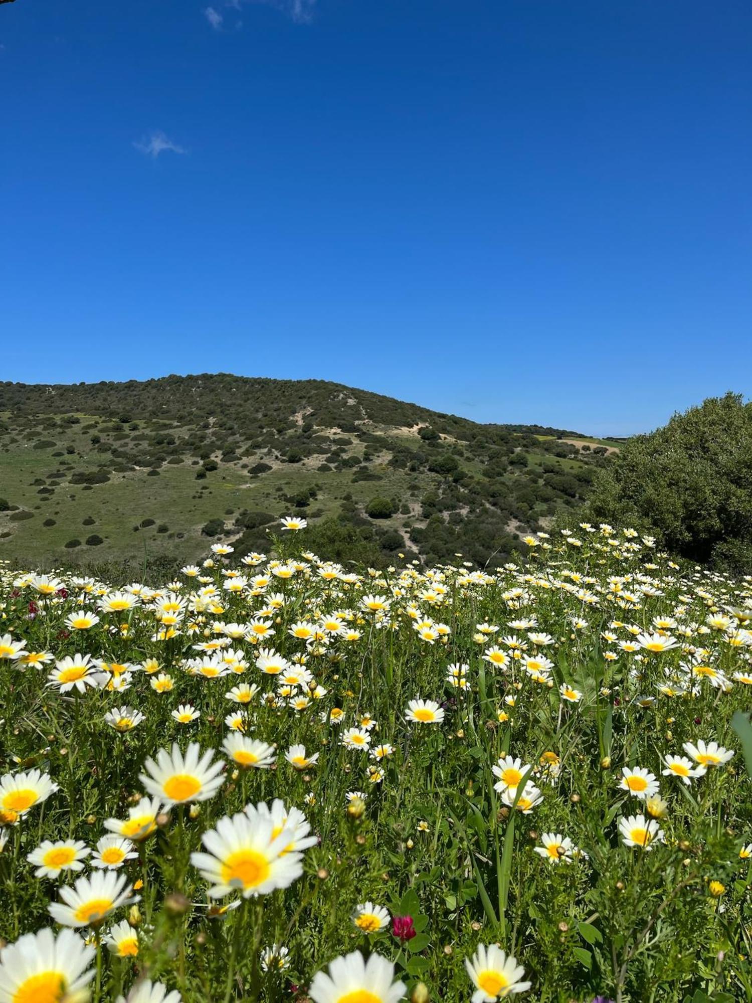 Finca La Vina Vejer de la Frontera Eksteriør billede