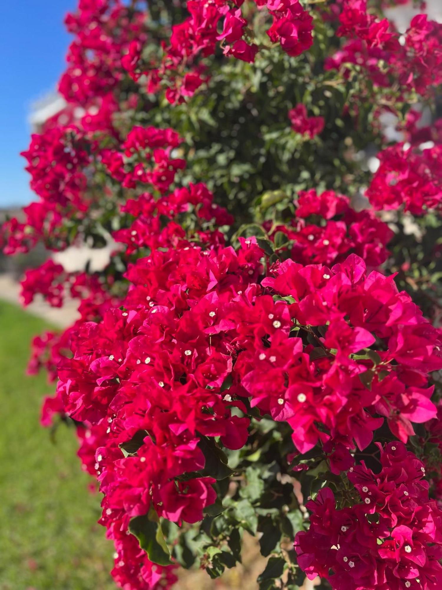 Finca La Vina Vejer de la Frontera Eksteriør billede